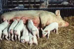 Ceea ce se face de la porci Ceea ce se face de la porci