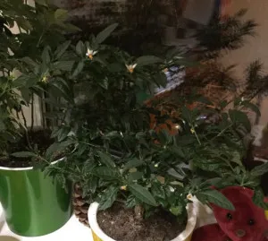 Solanum de îngrijire la domiciliu Solanum de îngrijire la domiciliu
