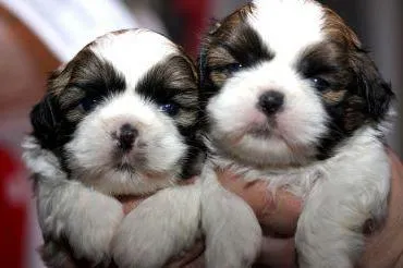 câine rasa shih tzu