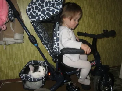 Am condus cu o pisică