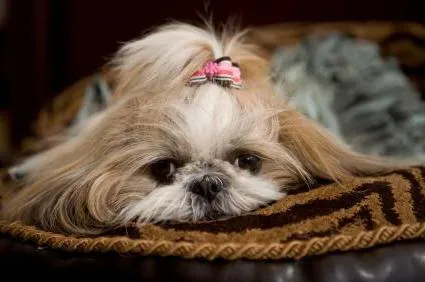 câine rasa shih tzu