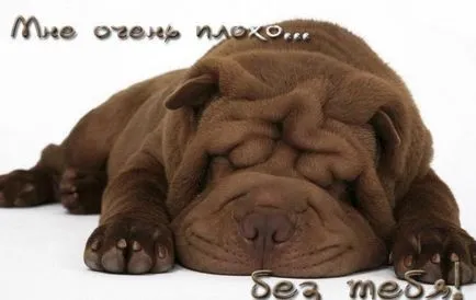 câini de cărți poștale Happy Birthday