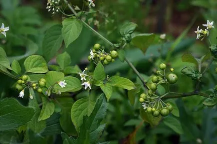 Solanum de îngrijire la domiciliu