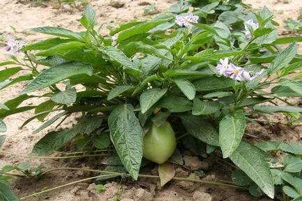 Solanum de îngrijire la domiciliu