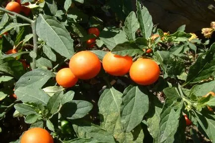 Solanum de îngrijire la domiciliu