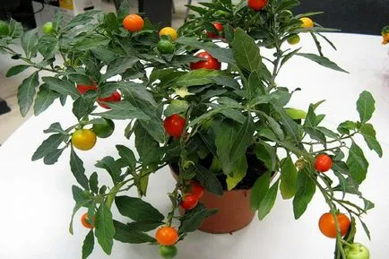 Solanum de îngrijire la domiciliu