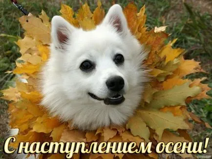 câini de cărți poștale Happy Birthday