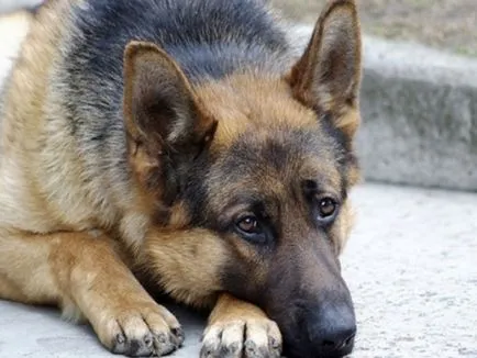Despre un câine care a așteptat Despre un câine care a așteptat
