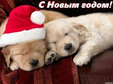 câini de cărți poștale Happy Birthday