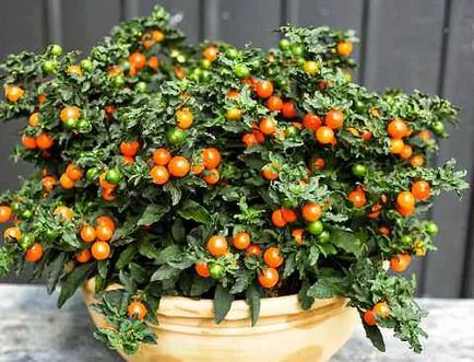Solanum de îngrijire la domiciliu