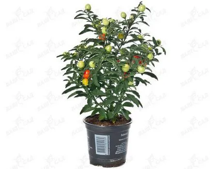 Solanum de îngrijire la domiciliu Solanum de îngrijire la domiciliu