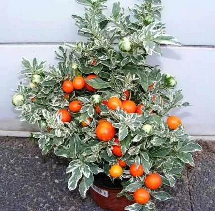 Solanum de îngrijire la domiciliu