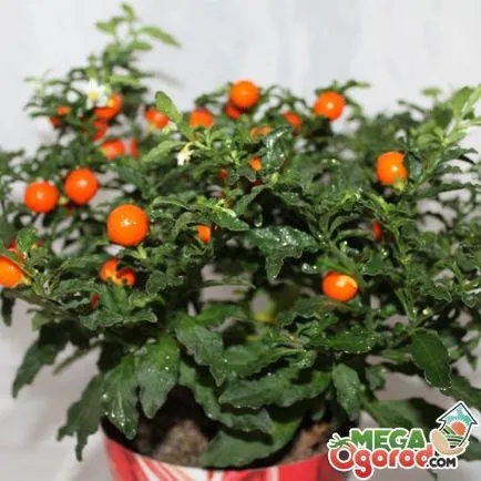 Solanum de îngrijire la domiciliu