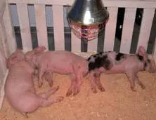 Ceea ce se face de la porci