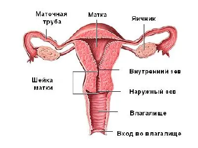 Cum să se uite uter