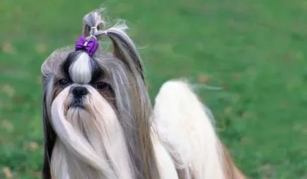câine rasa shih tzu
