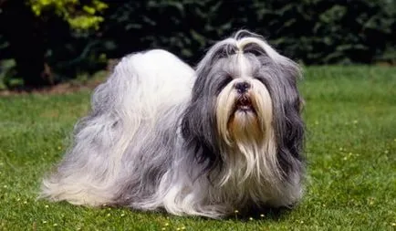 câine rasa shih tzu