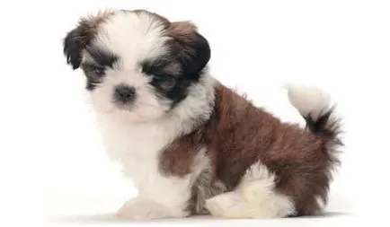 câine rasa shih tzu