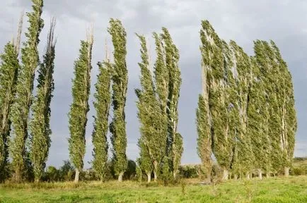 Plop-l umfla în pene Plop-l umfla în pene