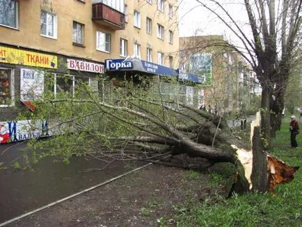 Plop-l umfla în pene Plop-l umfla în pene