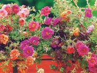 Cum de a planta purslane