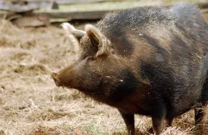 Ceea ce se face de la porci Ceea ce se face de la porci