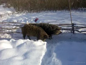 Ceea ce se face de la porci Ceea ce se face de la porci