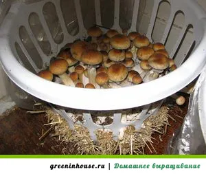 Cum să crească ciuperci la domiciliu Cum să crească ciuperci la domiciliu