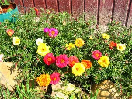 Cum de a planta purslane