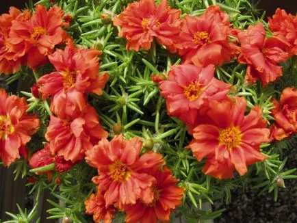 Cum de a planta purslane