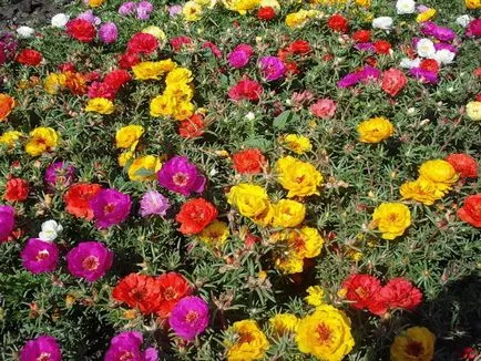 Cum de a planta purslane