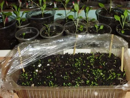 Cum de a planta purslane