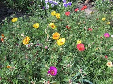 Cum de a planta purslane