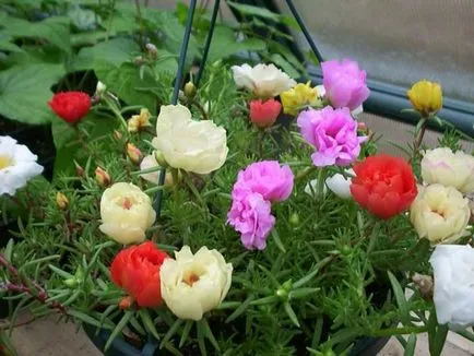 Cum de a planta purslane