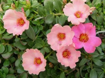 Cum de a planta purslane