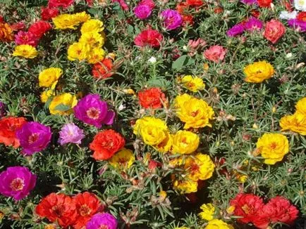 Cum de a planta purslane