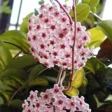 Hoya le floare