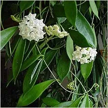 Hoya le floare Hoya le floare