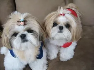 câine rasa shih tzu