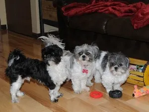 câine rasa shih tzu