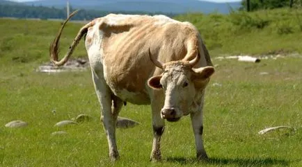 Ca vaca inseminate