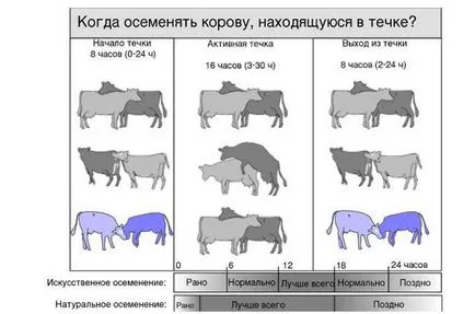 Ca vaca inseminate