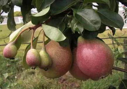 flori de pere