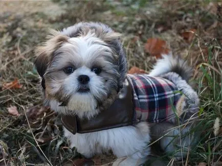 câine rasa shih tzu