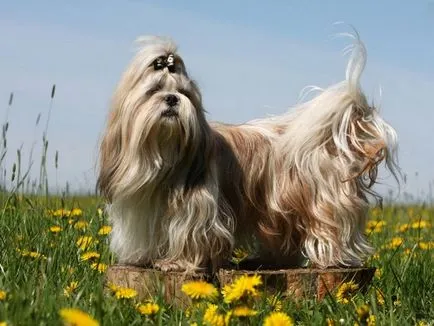câine rasa shih tzu