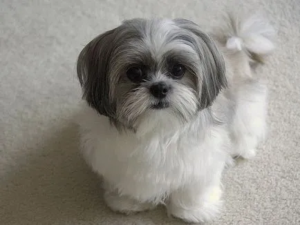câine rasa shih tzu