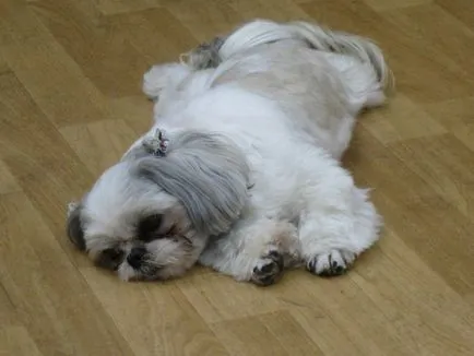câine rasa shih tzu