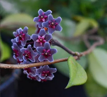 Hoya le floare