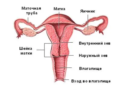 Cum să se uite uter Cum să se uite uter