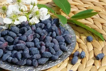 Cum să aibă grijă de caprifoi Cum să aibă grijă de caprifoi